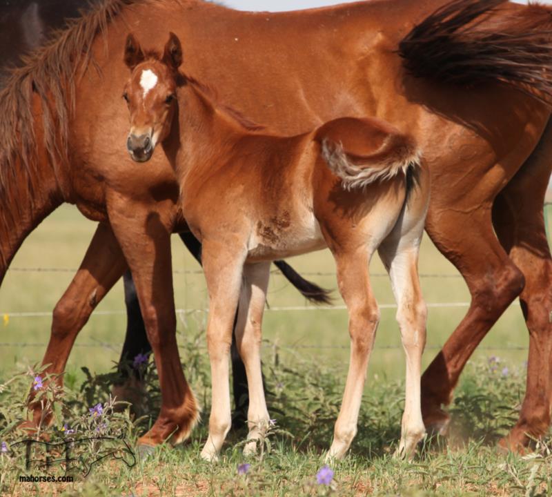 Funny B Dandy Girl's 2025 red filly